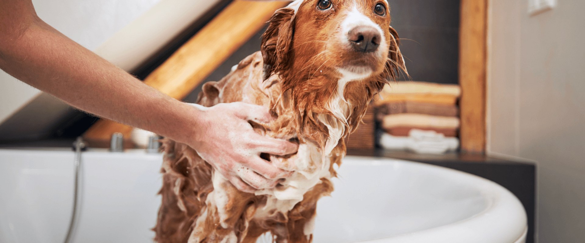 The Importance of Regular Bathing and Brushing for Your Dog
