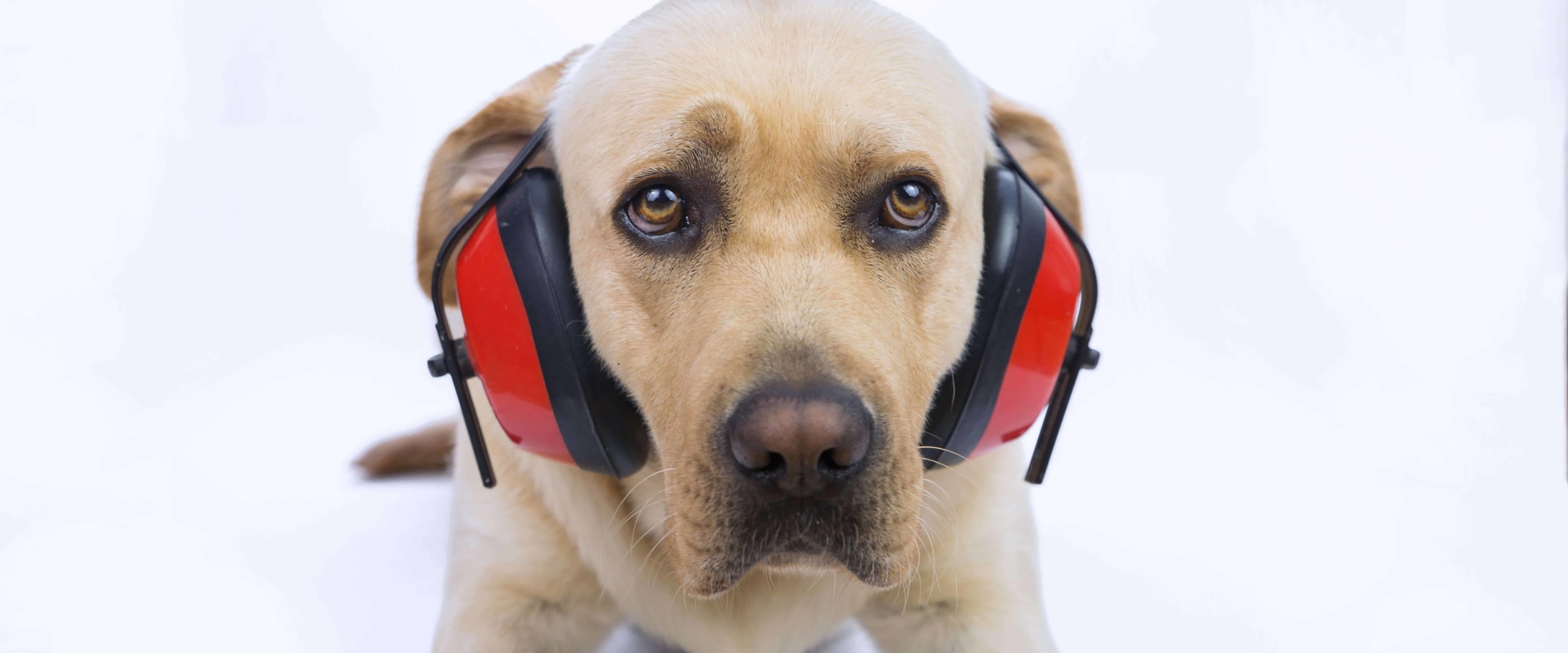 Understanding and Managing a Dog's Fear of Loud Noises and Other Phobias