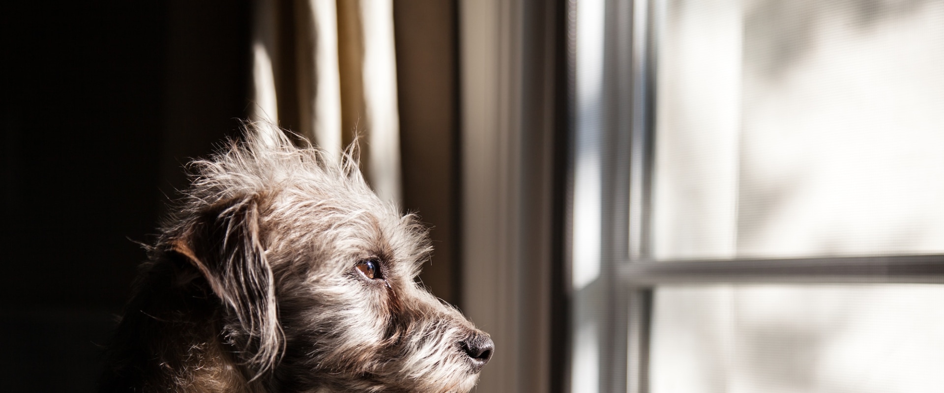 Expert Tips for Handling Dog's Separation Anxiety