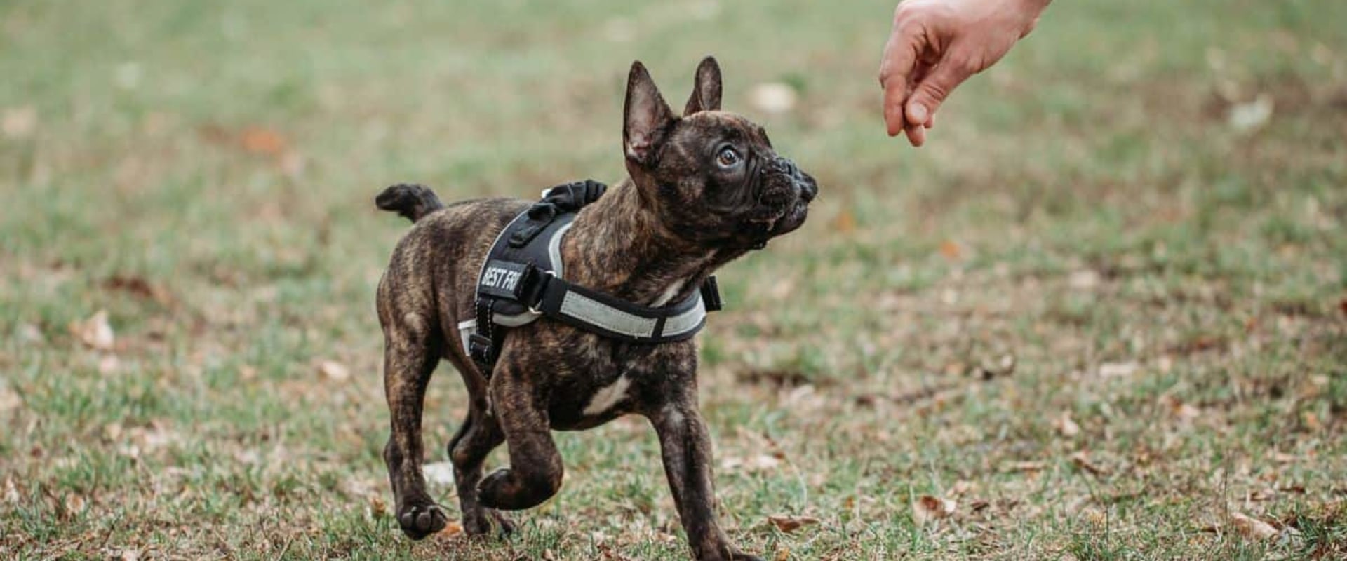 Important Considerations for Choosing a Dog Trainer or Behaviorist