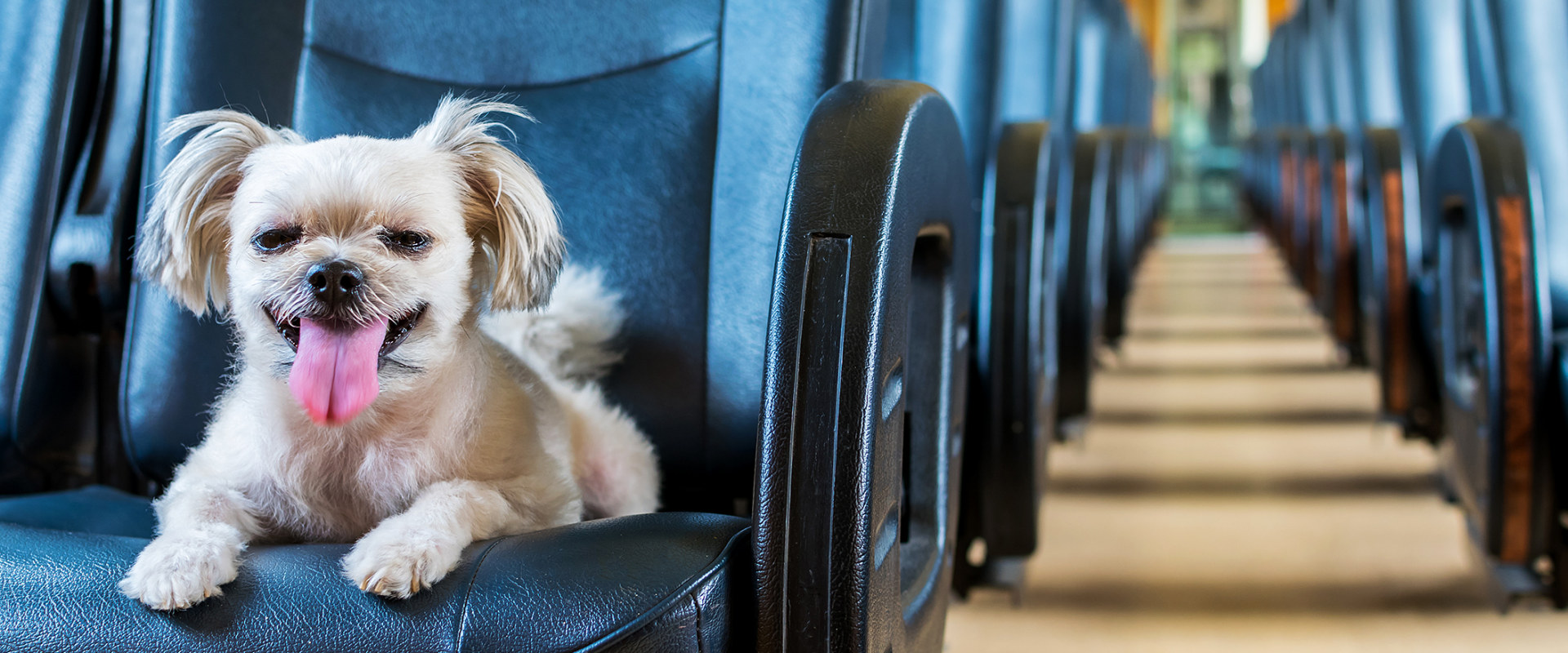 Traveling Internationally with a Dog: What You Need to Know