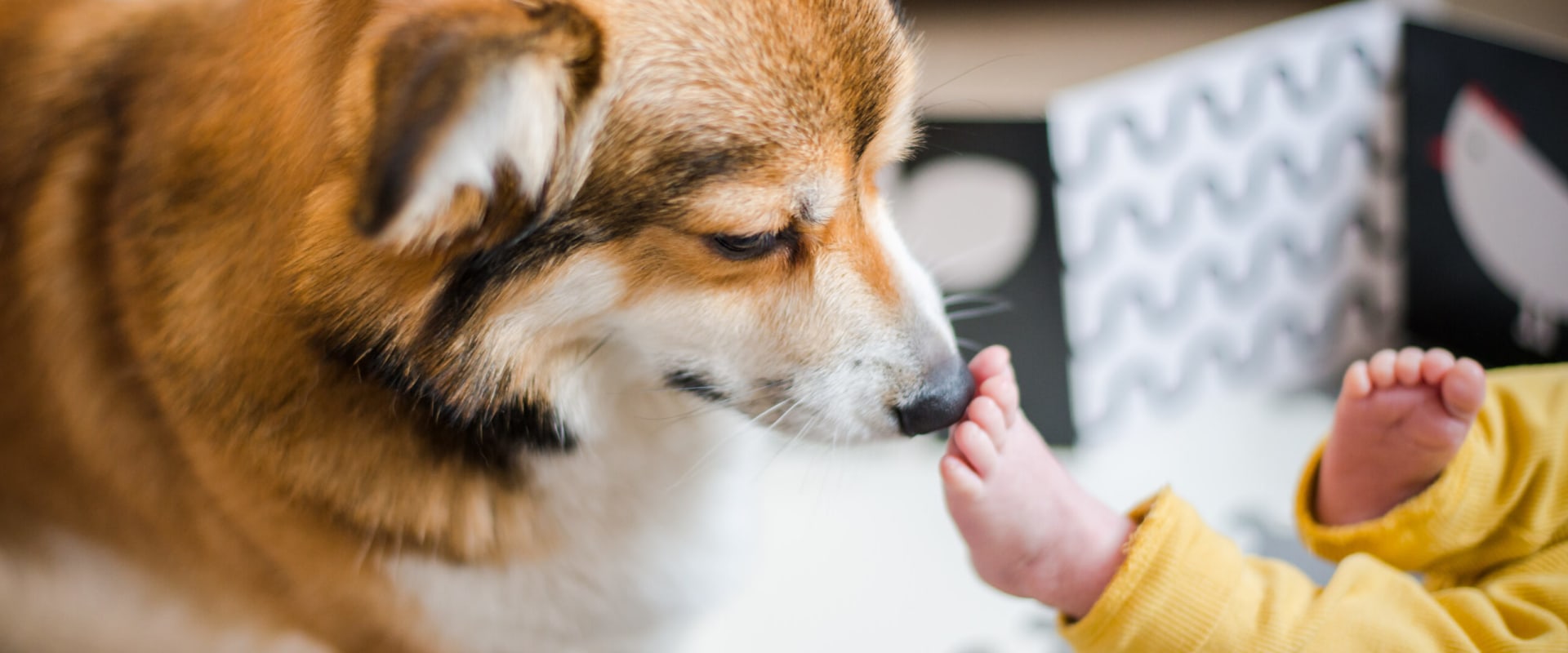 Introducing a New Baby or Child to Dog Ownership: Tips from an Expert