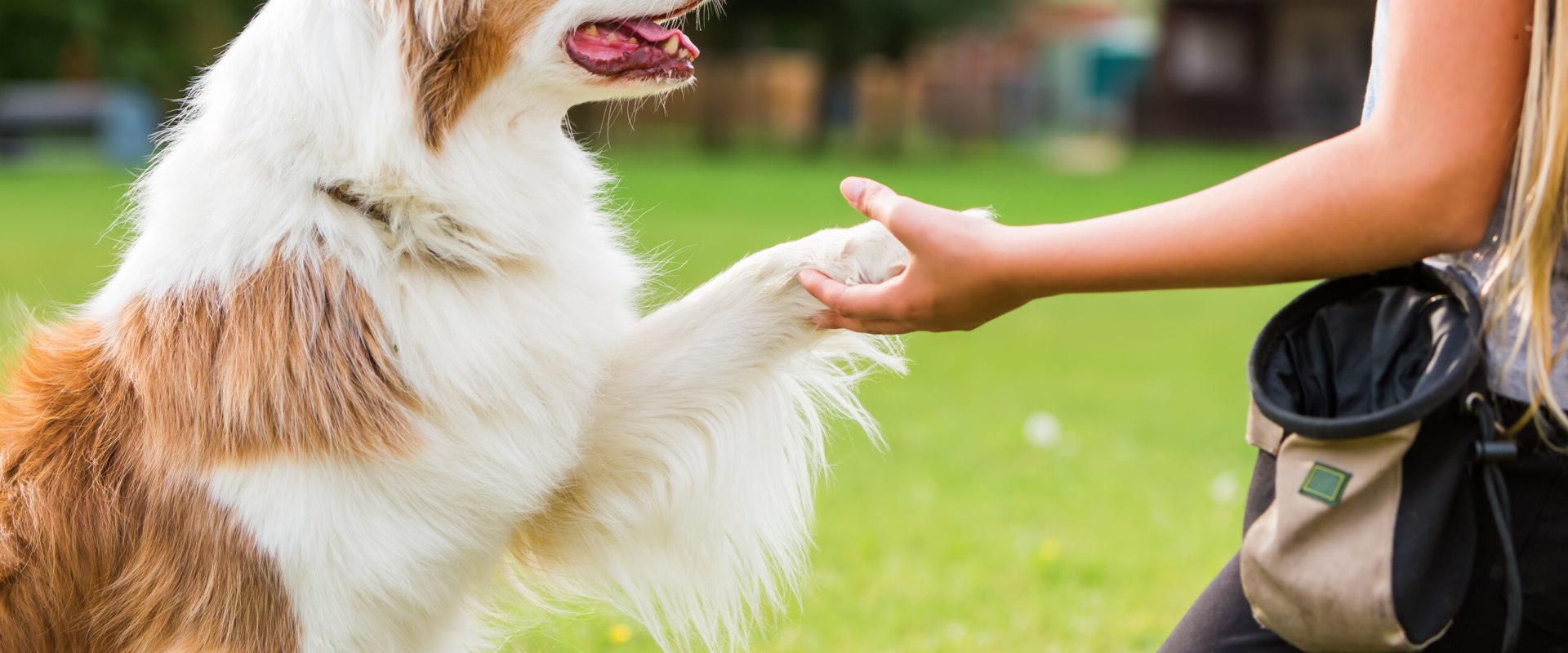 The Ultimate Guide to Training Your Dog: Tips from an Expert