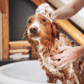 The Importance of Regular Bathing and Brushing for Your Dog