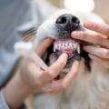 The Importance of Dental Care for Dogs: Expert Tips for Dog Owners
