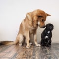Introducing a New Dog to Your Household: Tips from a Dog Ownership Expert