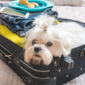 The Ultimate Guide to Traveling with Your Dog