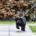 The Importance of Exercise for Dogs: A Guide for Dog Owners