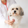 The Top Health Issues That Dog Owners Should Know About