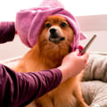 The Ultimate Guide to Grooming a Dog: Tips and Tricks for Dog Ownership