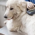 The Importance of Microchipping for Dog Ownership