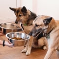 The Hidden Dangers of Common Human Foods for Dogs