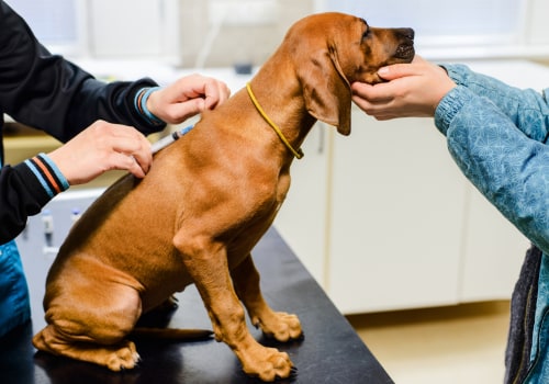 The Essential Vaccinations for Dog Ownership