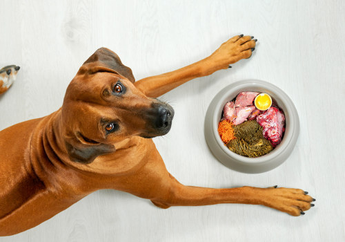 The Best Food for Dogs: An Expert's Perspective