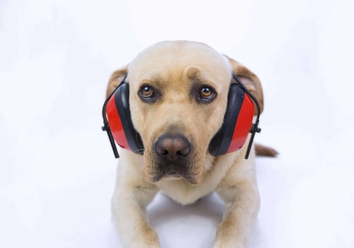 Understanding and Managing a Dog's Fear of Loud Noises and Other Phobias