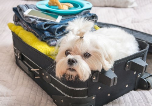 The Ultimate Guide to Traveling with Your Dog