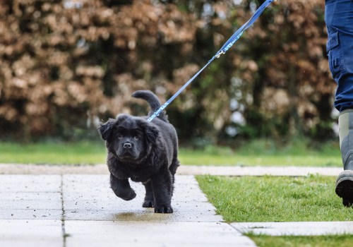 The Importance of Exercise for Dogs: A Guide for Dog Owners