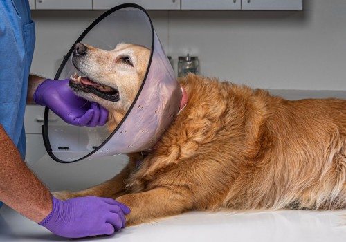 The Importance of Spaying or Neutering Your Dog