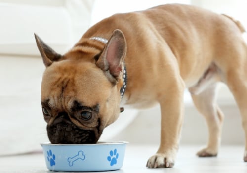 Expert Tips for Handling a Picky Eater Dog