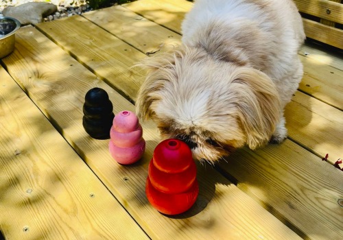 Ensuring Your Dog's Mental Stimulation and Enrichment: Expert Tips for Dog Ownership