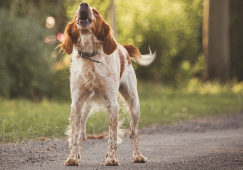 Expert Tips for Managing Excessive Barking in Dogs