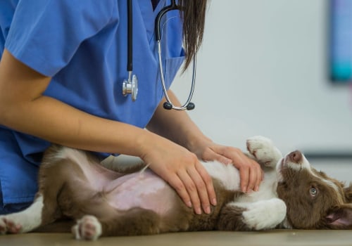 What to Do When Your Dog Gets Sick or Injured