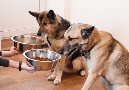 The Hidden Dangers of Common Human Foods for Dogs